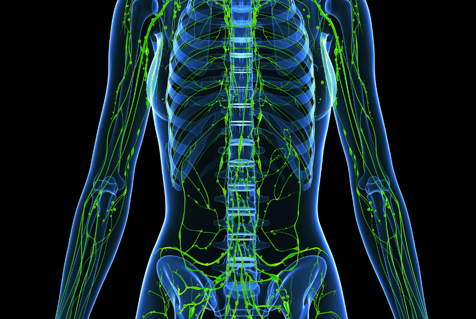 foto-sistema-linfatico-drenagem-linfatica